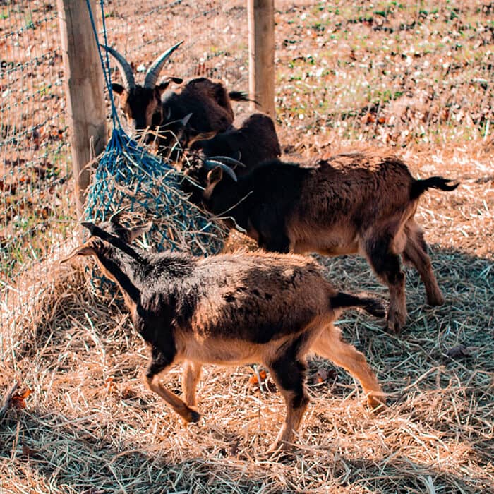 AnimalCare AnimalCare