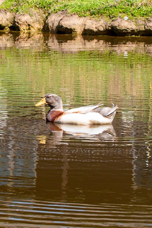 Ducks Fuzzy Faces Refuge